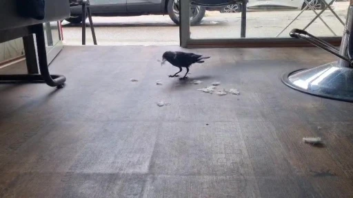 Kuaf&ouml;r &ccedil;ırağı karga
