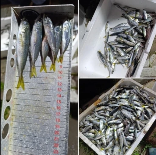 Küçük boyda avlanan balıklara el konuldu
