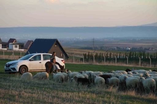 Küçük kız baba mesleği çobanlığı devam ettiriyor: Eşeğinin üzerinde koyunlarını güdüyor
