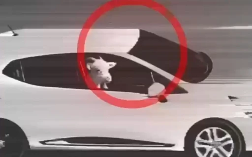 K&uuml;&ccedil;&uuml;kbaş hayvan hırsızlığı yapan 3 ş&uuml;pheli tutuklandı
