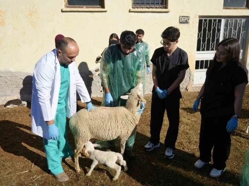 Küçükbaş hayvancılığa akademik dokunuş: 13 koyun 24 süt kuzusu doğurdu
