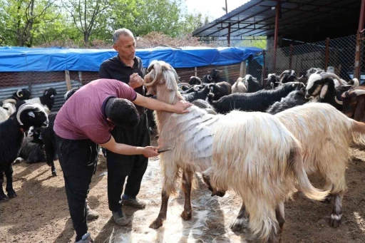 Küçükbaş hayvanların kırkım mesaisi başladı
