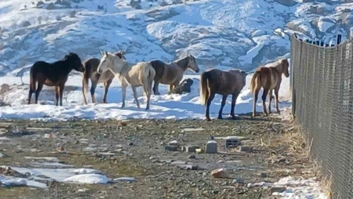 Kulp&rsquo;ta a&ccedil; kalan yaban atları grup halinde merkeze indi
