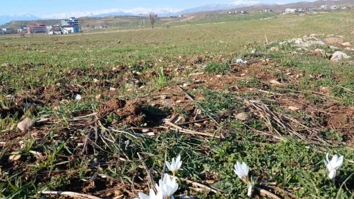 Kulp&rsquo;ta baharın habercisi &ccedil;iğdemler a&ccedil;tı

