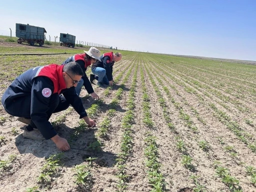 Kulu’da kenevir ekimi yapılan arazide inceleme
