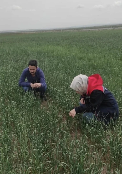 Kulu’da süne sürvey çalışmaları devam ediyor
