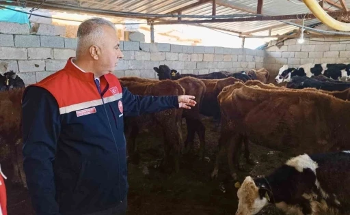 Kumlu&rsquo;da yerli ırk hayvanlarla b&uuml;y&uuml;kbaş yetiştiriciliği yapan işletme incelendi
