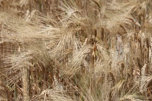 Kuraklık etkisindeki tarım başkentinde verim düşük
