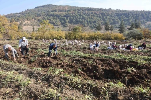 Kuraklık nedeniyle verimin yarı yarıya d&uuml;şt&uuml;ğ&uuml; tatlı patateste son hasat yapıldı
