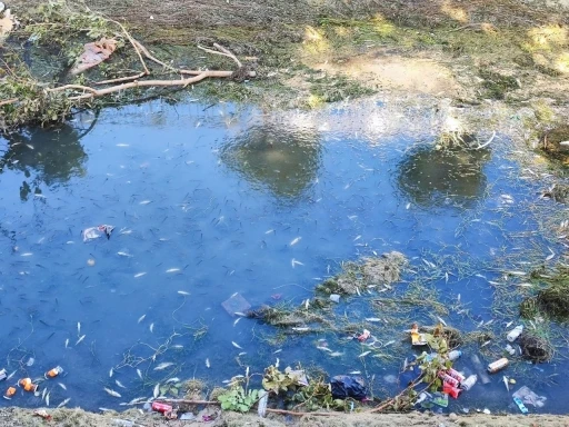 Kuraklık ve kirlilik nedeniyle sulama kanalındaki yüzlerce balık telef oldu
