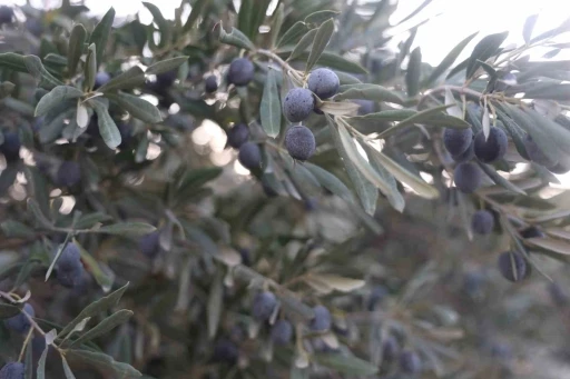 Kuraklık zeytin hasadında yağ verimini olumsuz etkiledi
