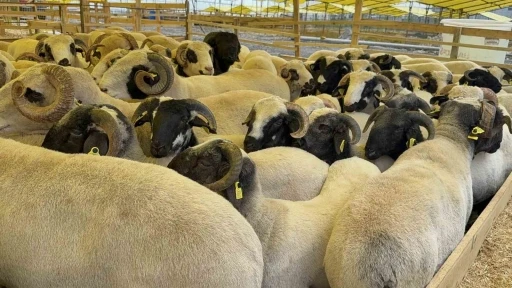 Kurban Bayramı&rsquo;na sayılı g&uuml;nler kala hayvan pazarları kurulmaya başladı
