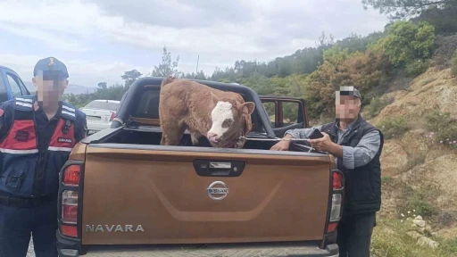Kurban Bayramı &ouml;ncesi &ccedil;alınan b&uuml;y&uuml;kbaş hayvan bulunarak sahibine teslim edildi
