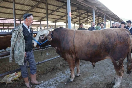 Kurban Bayramı öncesi hayvan pazarlarında hareketlilik başladı
