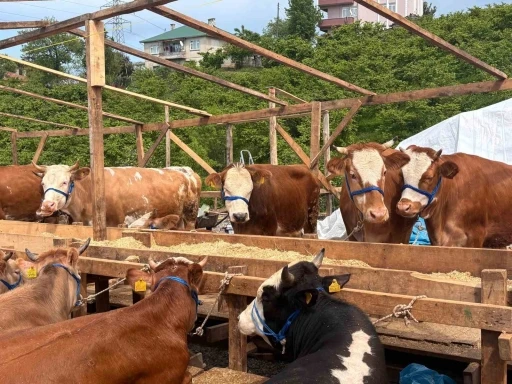 Kurban pazarında dakikalarca s&uuml;ren pazarlıkta inat kazandı
