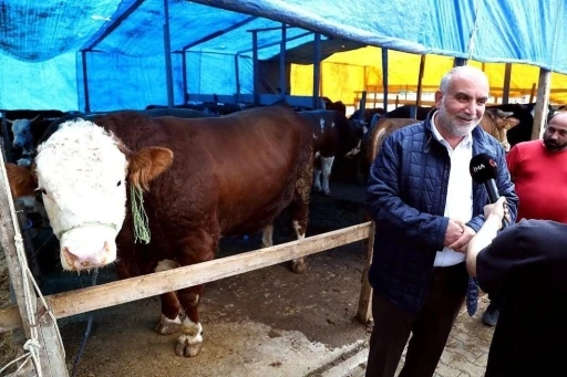 Kurban pazarının &rsquo;Paşa&rsquo;sı 1,3 tonluk boğa
