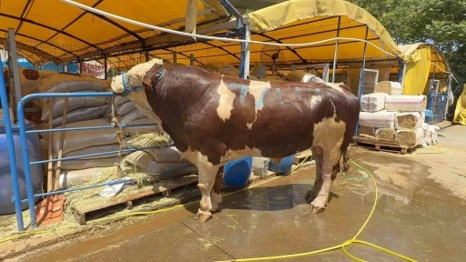 Kurban pazarının şampiyonu oldu: 1 ton 200 kiloluk dana 420 bin TL’ye alıcı buldu
