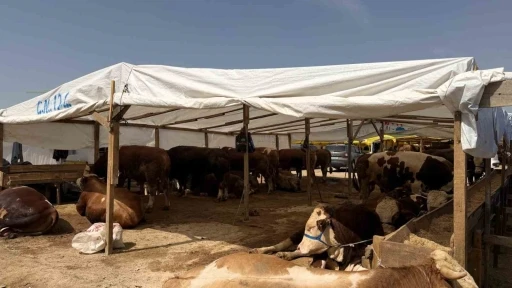 Kurban pazarlarında haşereye karşı ila&ccedil;lama mesaisi
