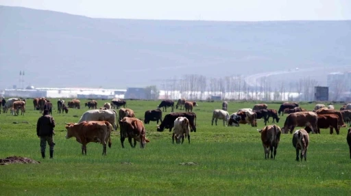 Kurban satışlarında sosyal medya tuzağı
