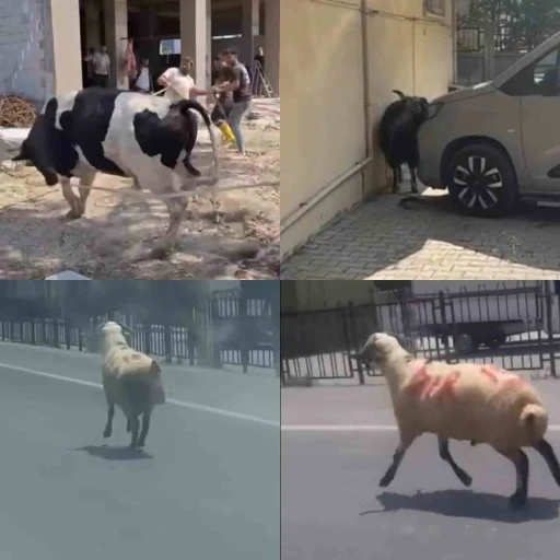 Kurbanlıklar firarda
