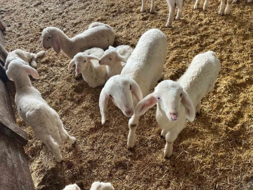 Kurbanlıklar g&ouml;r&uuml;c&uuml;ye &ccedil;ıkmaya başladı
