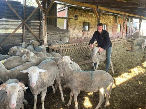 Düğün Masrafı İçin Kurbanlık Satacak