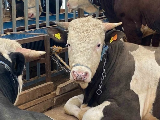 Kurbanlıkta k&uuml;pe, yaş ve sağlık uyarısı
