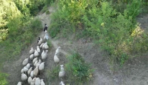 Kurdun koyunlara saldırısı dronla önlendi
