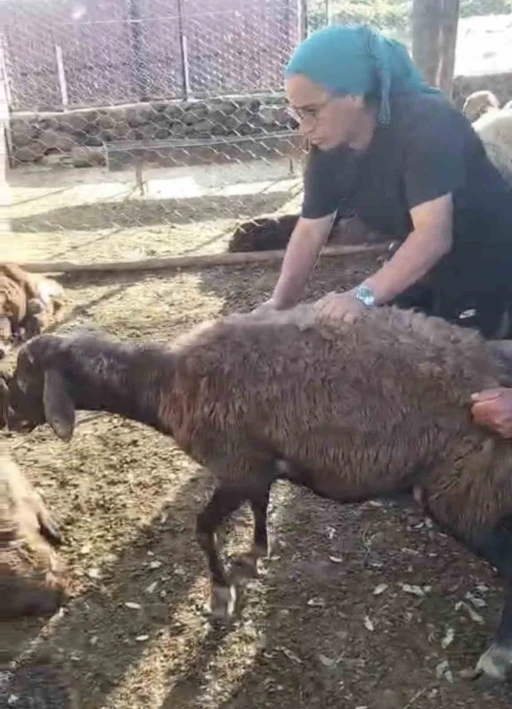 Kurt ağıla girdi: 8 koyun telef oldu, 8’i kayıp
