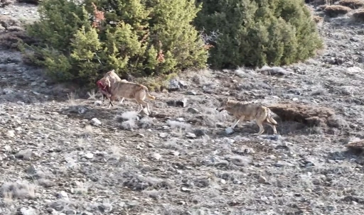 Kurt s&uuml;r&uuml;s&uuml;n&uuml;n av taşıdığı anlar kamerada
