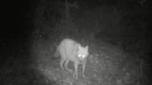 Kurt ve &ccedil;akal aynı fotokapanda
