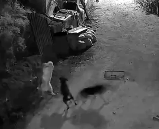 Kurtlar, indikleri k&ouml;yde k&ouml;peği boğdu
