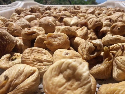 Kuru incir üretiminde aflatoksinle mücadele için üreticilere 19 bin kerevet dağıtıldı
