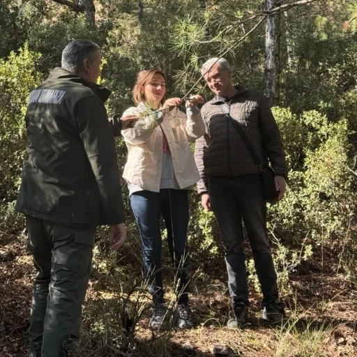 Kuruyan karaçam ağaçlarında inceleme yapıldı
