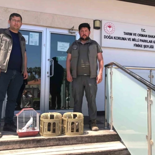 Kuş denetiminde kafeslerdeki keklik ve papağanlara el konuldu

