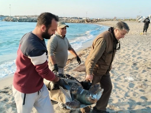 Kuşadası&rsquo;nda 2 yeşil deniz kaplumbağası ve 1 caretta caretta &ouml;l&uuml; bulundu
