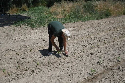 Kuşadası&rsquo;nda Adabah&ccedil;e yaz hasadına g&uuml;n sayıyor
