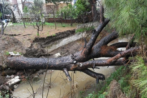 Kuşadası&rsquo;nda dereye devrilen &ccedil;am ağacı dere yatağını tıkadı, belediye ekipleri seferber oldu
