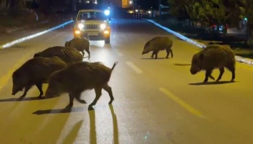 Kuşadası&rsquo;nda domuzlar şehri mesken tuttu
