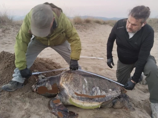 Kuşadası&rsquo;nda son bir haftada 3 deniz kaplumbağası &ouml;l&uuml; bulundu
