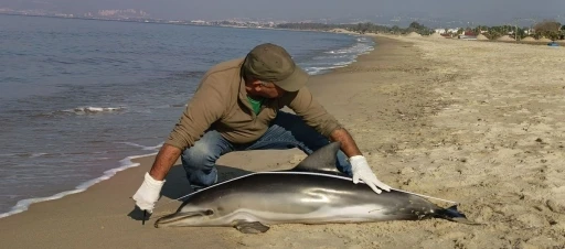 Kuşadası&rsquo;nda yunus balığı karaya vurdu

