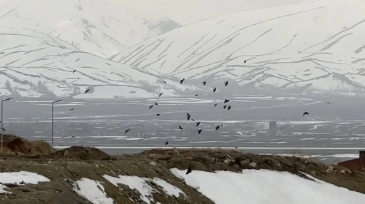 Kuşların r&uuml;zgarla dansı: Havada zor kalabildiler
