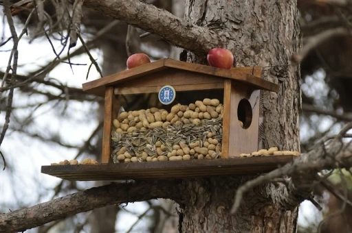 Kütahya Belediyesi’nden sincap ve kuşlara kış esteği
