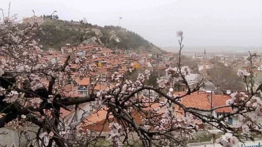 Kütahya’da badem ağaçları bu yıl zamanında çiçek açtı
