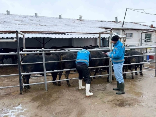 K&uuml;tahya&rsquo;da ithal besilik erkek sığırlar i&ccedil;in millileştirme &ccedil;alışmaları s&uuml;r&uuml;yor
