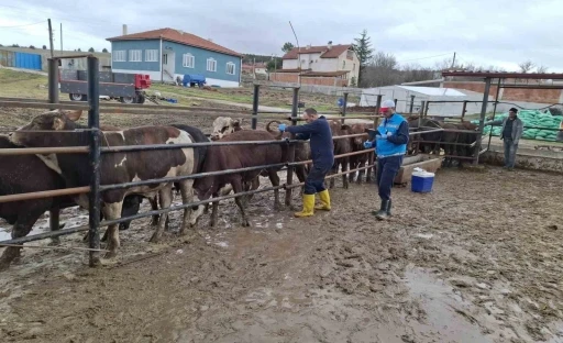 K&uuml;tahya&rsquo;da ithal besilik sığırların aşılama ve sağlık kontrolleri yapıldı
