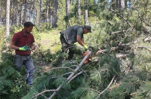 K&uuml;tahya&rsquo;da kara&ccedil;am ormanları i&ccedil;in "Bol Tohum Yılı" m&uuml;jdesi
