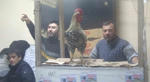 S&uuml;s tavukları a&ccedil;ık artırmayla satıldı