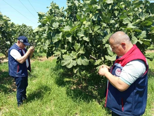Kuyucak&rsquo;ta incir &uuml;reticilerine zararlı uyarısı
