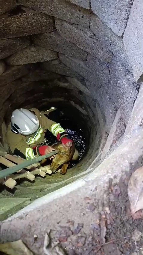 Kuyuya d&uuml;şen k&ouml;peği itfaiye kurtardı
